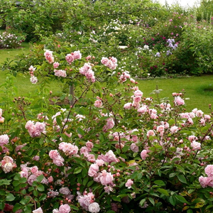 Розовая - Парковая кустовая роза 